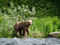 HeseltonB_BristolBay-46.jpeg HeseltonB_BristolBay-46.jpeg