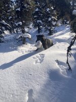 IMG_5433.jpeg IMG_5433.jpeg