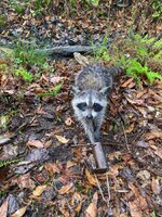 IMG_9096.jpeg IMG_9096.jpeg