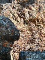 IMG_0259.jpeg IMG_0259.jpeg