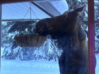 1774548957153.png 1774548957153.png