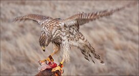 DSC02741.jpg DSC02741.jpg