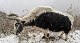 IMG_20200102_112032 Copy.jpeg