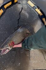 IMG_8528.jpeg IMG_8528.jpeg