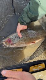 IMG_8529.jpeg IMG_8529.jpeg