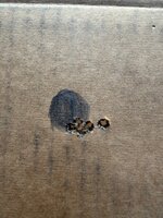 IMG_9371.jpeg