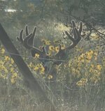 IMG_4962.jpeg