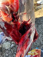 IMG_2385.jpeg