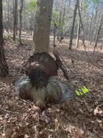 IMG_4302.jpeg