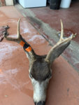 buck4.jpg