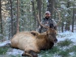 Idaho Elk 2.jpg