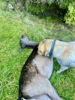 IMG_4091.jpeg