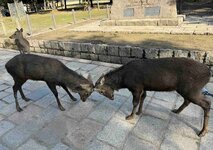 Nara Deer.JGP.jpg