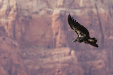 condor1-1.jpg