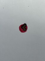 IMG_6905.jpeg