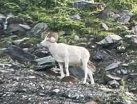 sheep23.png sheep23.png