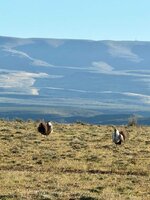 Sage Grouse (2).jpg