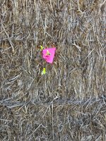 IMG_3368.jpeg