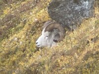 2024 ram.jpg