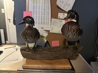 IMG_3244.jpeg