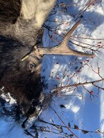 IMG_7616.jpeg