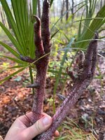 IMG_2975.jpeg