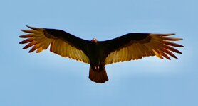 DSC_0181.2JPG.JPG