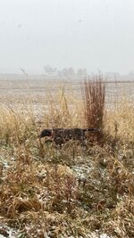 IMG_3493.jpeg