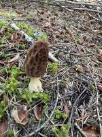 IMG_1768.jpeg