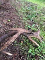IMG_7071.jpeg