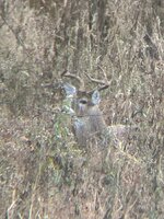 IMG_2491.jpeg