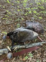 IMG_2321.jpeg