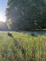 IMG_2317.jpeg