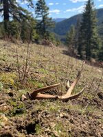 IMG_1729.jpeg