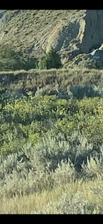 IMG_1520.png