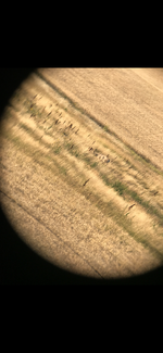 IMG_1517.png