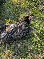 IMG_6674.jpeg
