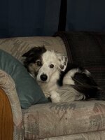 IMG_0247.jpeg