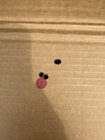IMG_2565.jpeg