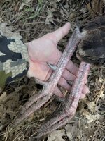 IMG_0778.jpeg