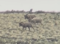 sheep burnt 3.png