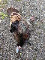 IMG_9740.jpeg