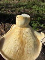 IMG_9023.jpeg