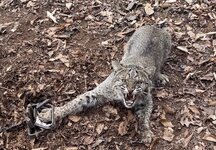 IMG_5668.jpeg