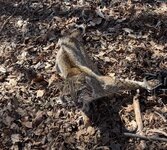 IMG_5667.jpeg