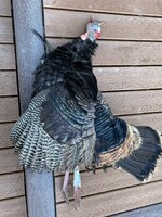 IMG_2226.jpeg