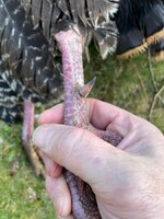 IMG_2206.jpeg