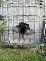 IMG_2360.jpeg