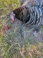 IMG_7663.jpeg