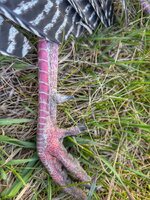 IMG_7664.jpeg